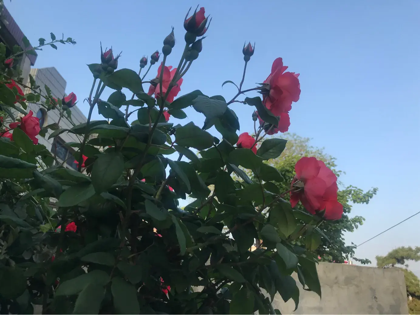 19朵玫瑰花代表什么意思