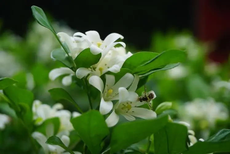 驱蚊植物室内盆栽哪种最好养活（蚊子“讨厌”的5种盆栽）