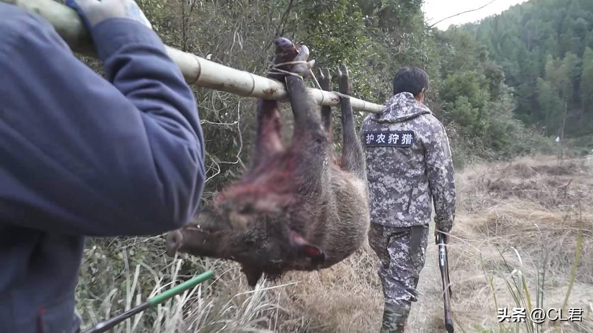 野猪是保护动物吗（野猪不再是“三有”保护动物，村民可以随意捕杀？）