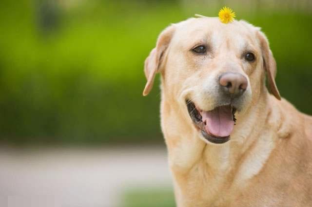 拉布拉多怎么训练（拉布拉多犬的训练方法）