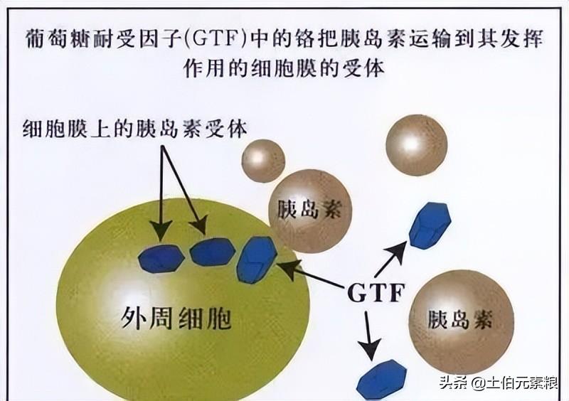 cr元素是什么意思（营养元素铬简介）