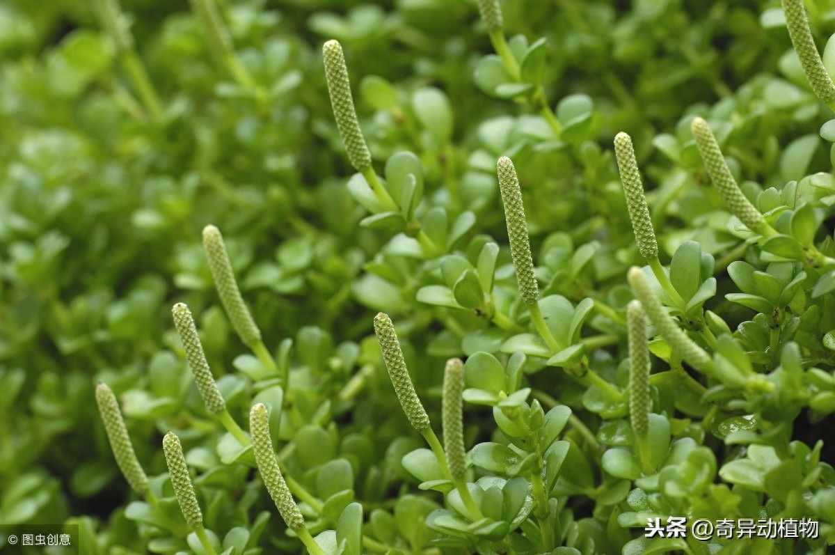 春天不开花的植物有哪些（10种春天不开花的植物）