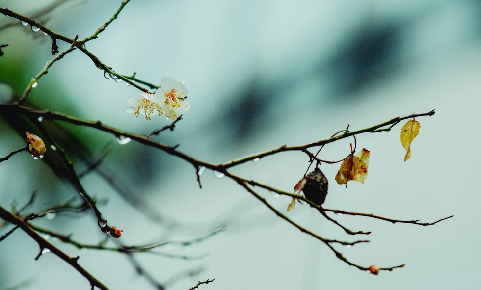 【每日一句古诗词】乱花渐欲迷人眼，浅草才能没马蹄。全诗